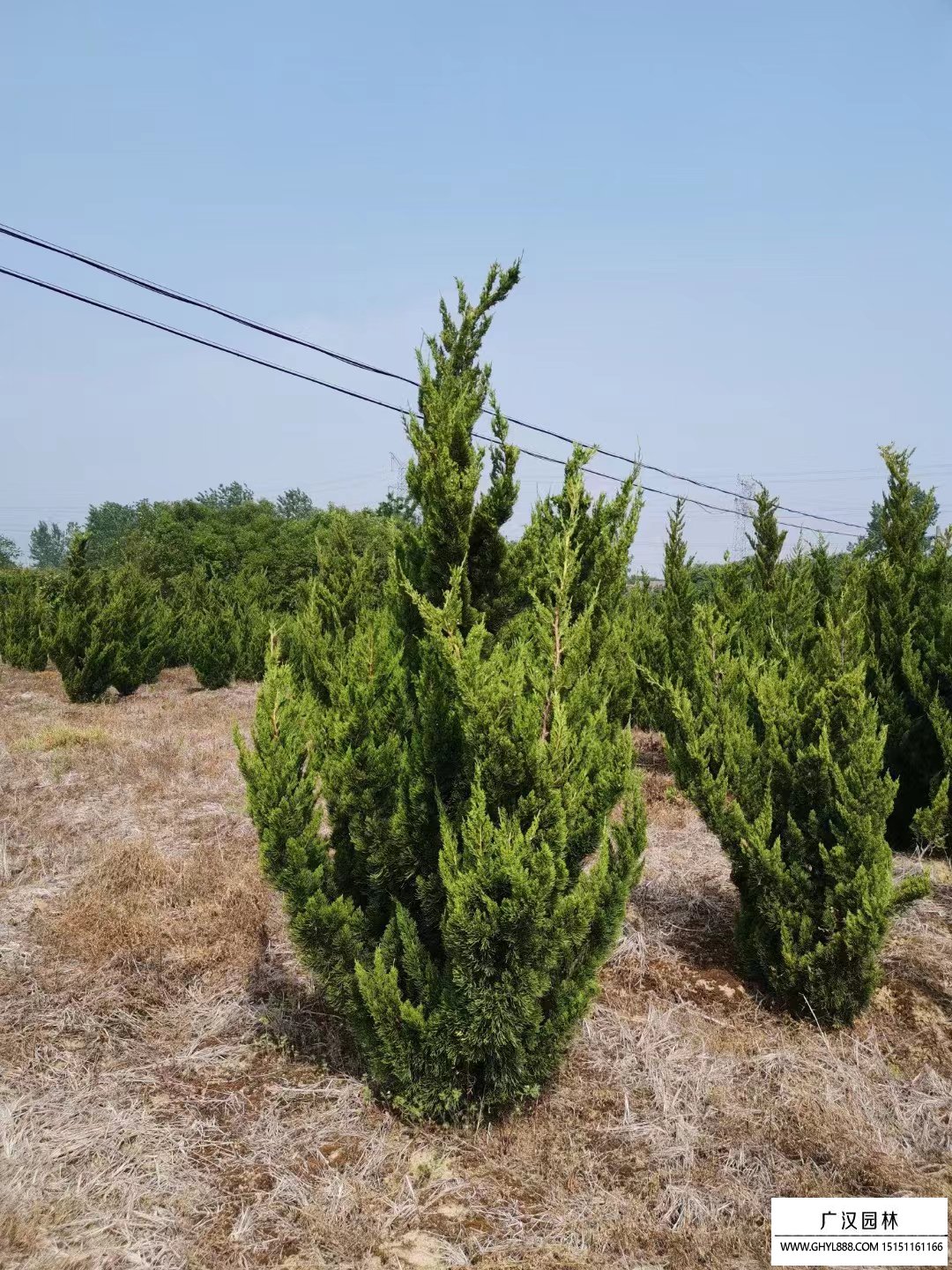 初秋园林忙修剪 城市“绿装”焕新颜