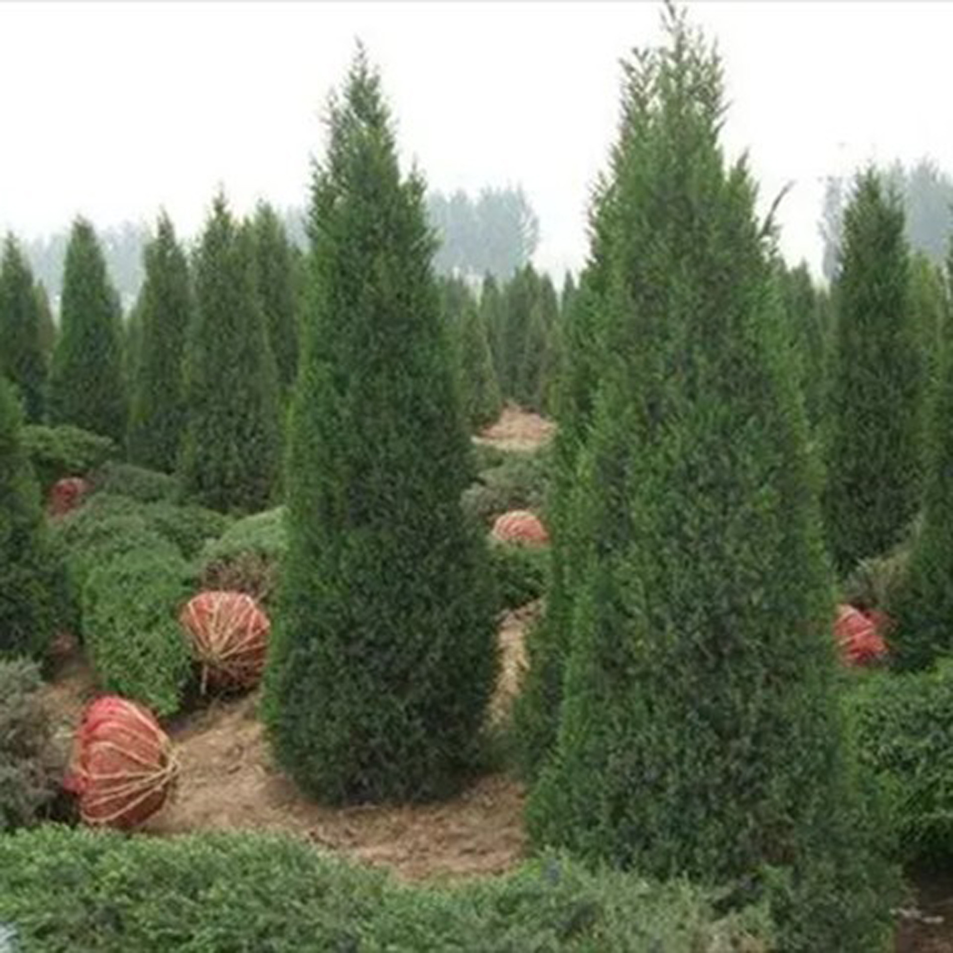 中国园艺行业市场前瞻与投资战略规划分析报告