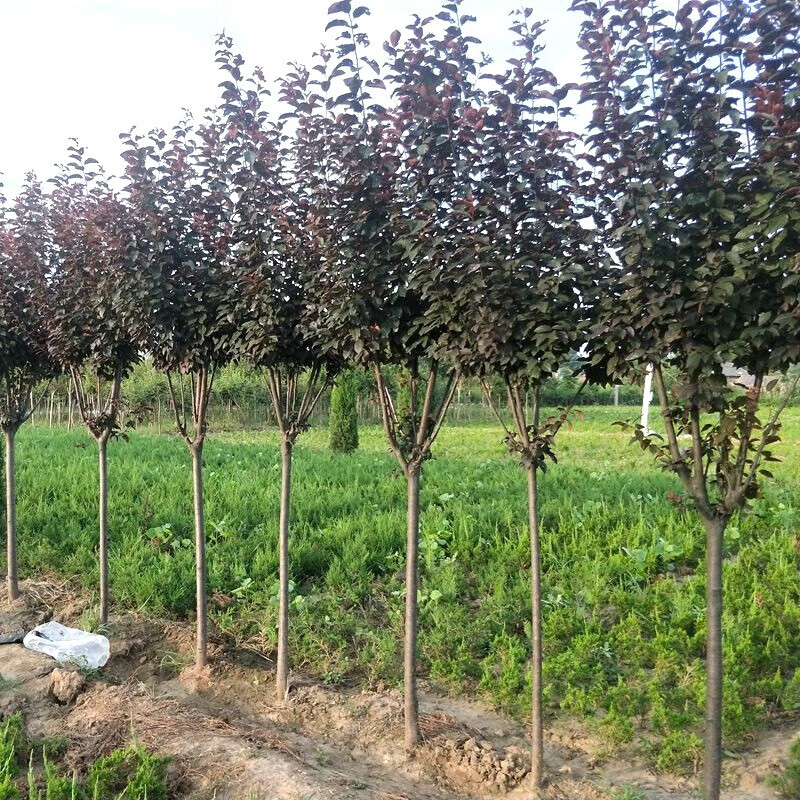 INTERNATIONAL EXHIBITION OF FLOWERS PLANTS EQUIPMENT AND MATERIALS FOR ORNAMENTAL GARDENING AND FLOWER BUSINESS