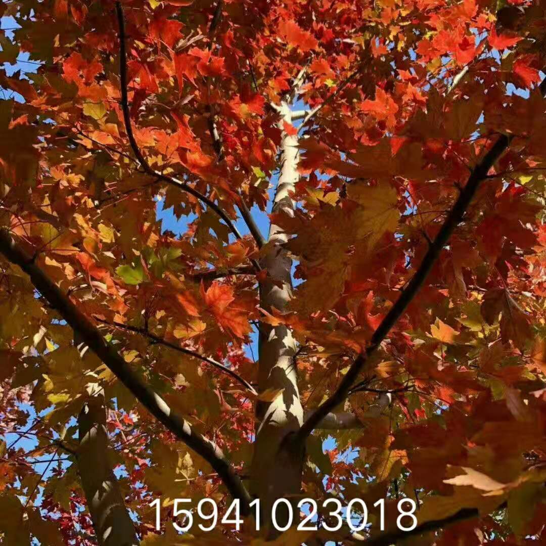 园林路基建移伐苗木迁移及五龙云璟分区四地块绿化施工项目邀请招标公告